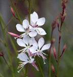 100PCS Gaura Lindheimeri Flower Seeds Wildflower Flower Seeds Heirloom