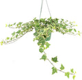Glacier English Ivy (6 inch) - Air-Purifying Houseplants - 4/6 inch Unique Live Decorative Houseplants - Low-Maintenance Indoor Plants, House Warming Gift, Natural Air Purifier