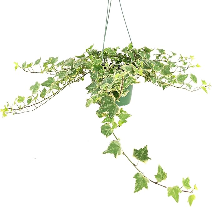 Glacier English Ivy (6 inch) - Air-Purifying Houseplants - 4/6 inch Unique Live Decorative Houseplants - Low-Maintenance Indoor Plants, House Warming Gift, Natural Air Purifier