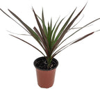 Magenta Madagascar Dragon Tree - Dracaena marginata - 3.5" Pot
