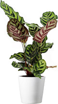 American Plant Exchange Live Calathea Makoyana – 6-Inch with Pot Cover – Pet-Friendly Tropical Houseplant with Patterned Leaves for Low Light Homes, Offices & Indoor Plant Décor