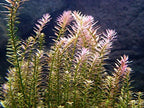 10 Species Live Aquarium Plants Package - Microsorum Java Fern, Swords, Vallisneria and More!