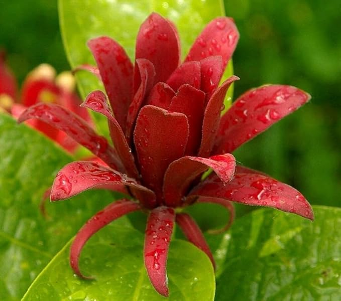 2 Carolina Allspice Bushes (Sweet Shrubs) - 12-18" Tall Live Plants - Fragrant Flowers - Hedge Seedlings - Calycanthus floridus - (2 Pack)
