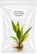 Rare Philodendron Caramel Marble Tissue Culture Starter Plant, Tropical Live Plants, Plants for Collectors, Indoor Plants Live Houseplants