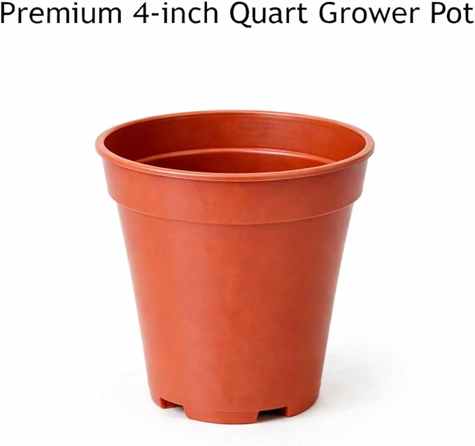 Easy to Grow Spider Plant Variegated 1 Full Size Potted Plant - Large Established Houseplant in 4" Quart Pot - Indoor Outdoor, Low Maintenance, Air-Purifying (Not Starter Plug)