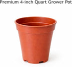 Easy to Grow Spider Plant Variegated 1 Full Size Potted Plant - Large Established Houseplant in 4" Quart Pot - Indoor Outdoor, Low Maintenance, Air-Purifying (Not Starter Plug)