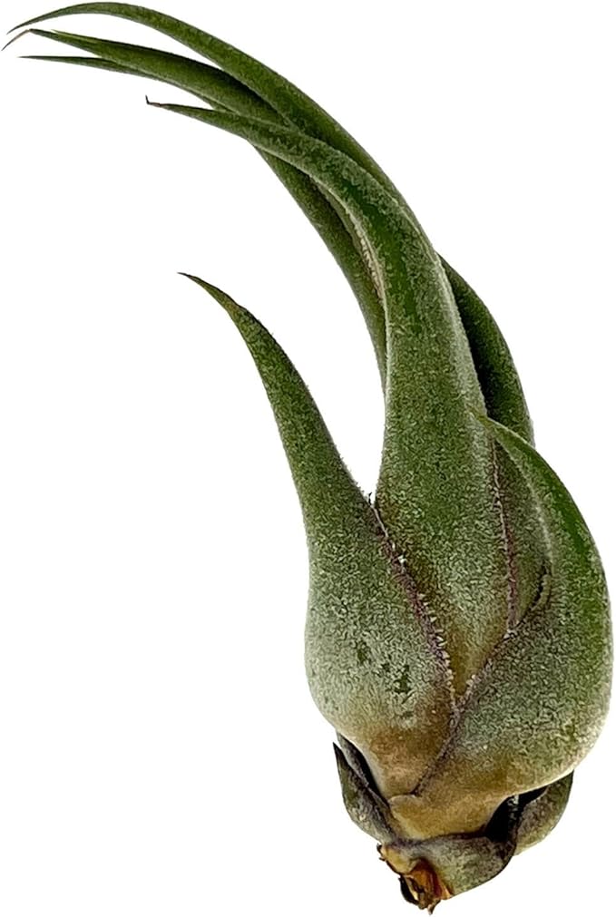 ragnaroc Air Plants - Tillandsia Seleriana, Large 4-6" - 1ct - Live Arrival Guaranteed - House Plants for Home Decor & Gift