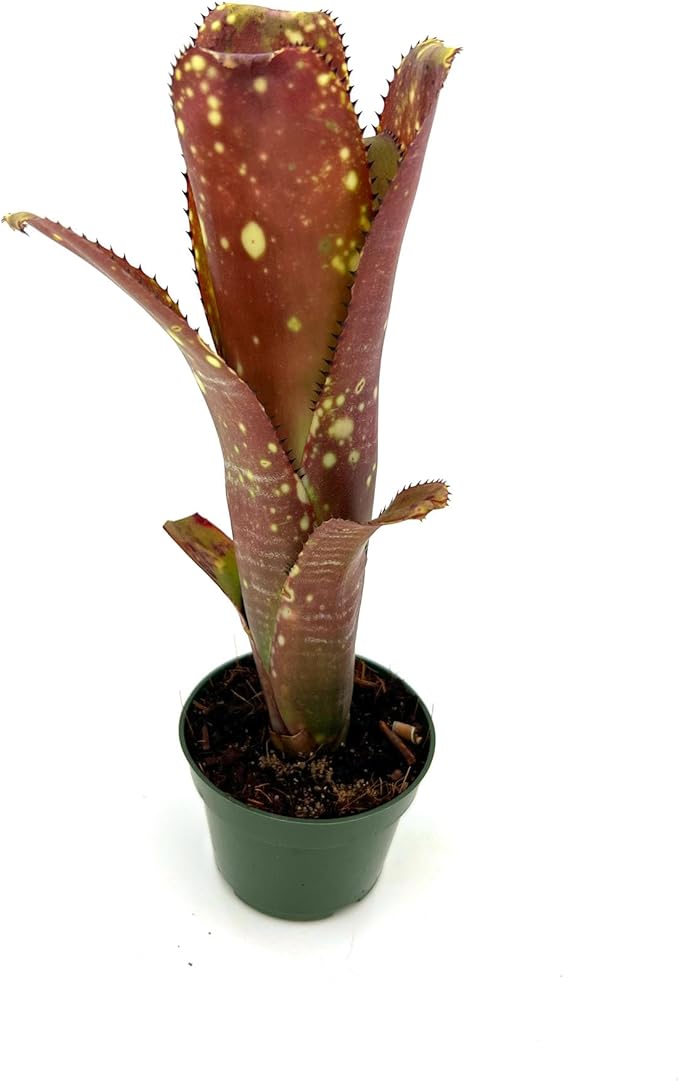 ragnaroc Live Plants – Bromeliad Billbergia Lots of Spots, 8-12" in 4" Pot - 1ct - Live Arrival Guaranteed - House Plants for Home Decor & Gift