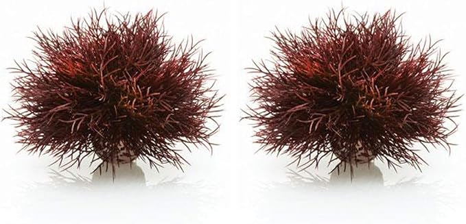 biOrb Sea Lily Crimson (Pack of 2)