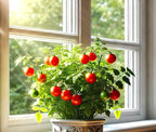 Seeds Indoor Tomato Bonsai 30 Seeds for Planting Dwarf Tomato for Growing Indoors
