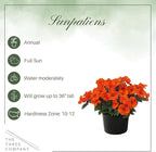 Live Flowering Sunpatiens - Coral (2 Plants Per Pack), Beautiful Annual Summer Color, 10" Tall by 6" Wide in 1 Quart Pot