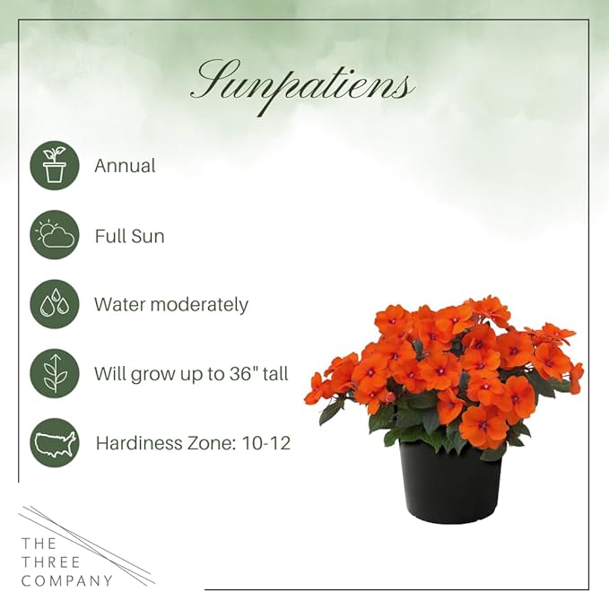 Live Flowering Sunpatiens - Coral (3 Plants Per Pack), Beautiful Annual Summer Color, 10" Tall by 6" Wide in 1 Quart Pot