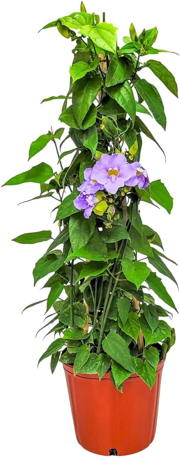 Live Sky Vine Plant Trellis - Thunbergia Purple Flowers - Tropical Plants of Florida - Overall Height 36" (Plant Only)