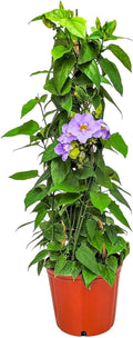 Live Sky Vine Plant Trellis - Thunbergia Purple Flowers - Tropical Plants of Florida - Overall Height 36" (Plant Only)