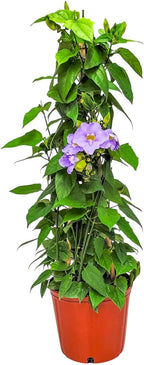 Live Sky Vine Plant Trellis - Thunbergia Purple Flowers - Tropical Plants of Florida - Overall Height 36" (Plant Only)