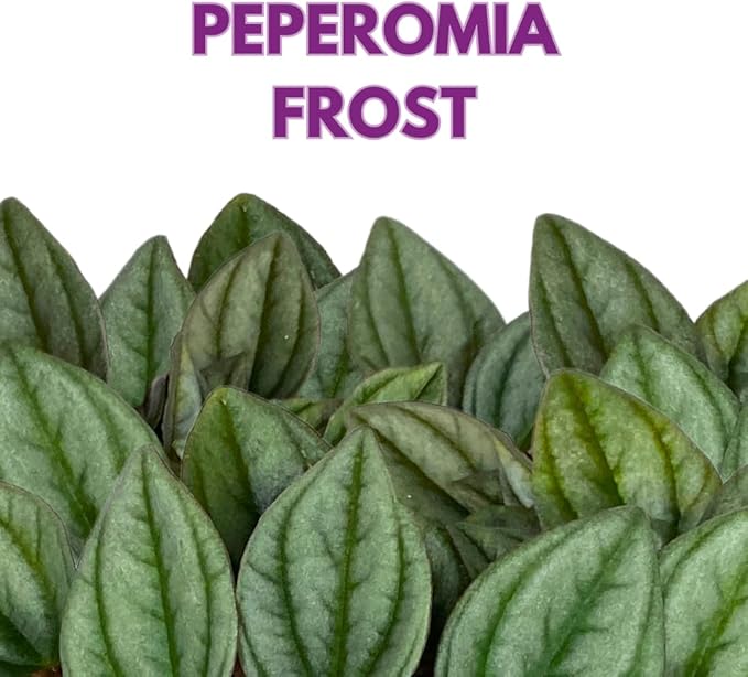 BubbleBlooms Green Ripple Peperomia Frost in a 2 inch Pot Emerald Ripple Pepper, caperata, albovittata