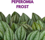 BubbleBlooms Green Ripple Peperomia Frost in a 2 inch Pot Emerald Ripple Pepper, caperata, albovittata