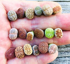 Pack of 15 Live Small Exotic One Year Old Lithops Plant Seedlings Perfect for Lithops Starter Great Terrarium Addition (Pack of 15 Seedlings + Seed Kit (25 Seeds))