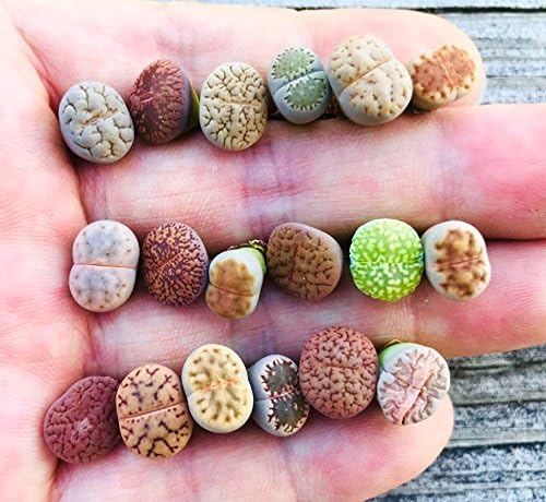 Pack of 15 Live Small Exotic One Year Old Lithops Plant Seedlings Perfect for Lithops Starter Great Terrarium Addition (Pack of 15 Seedlings + Seed Kit (25 Seeds))