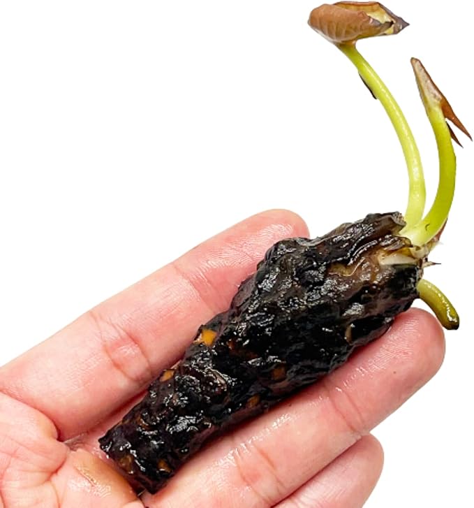 Mainam Pink Nymphaea Fabiola Live Aquarium Plant Hardy Water Lilies Tuber for Freshwater Fish Pond Balcony