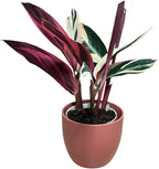 Live Plant Stromanthe Triostar, Pet-Friendly, Tricolor Prayer Plant, 12-16" Tall, Indoor Plant, Easy to Care, Rare Plant, 4.7 inch Decorative Pot (Coral)