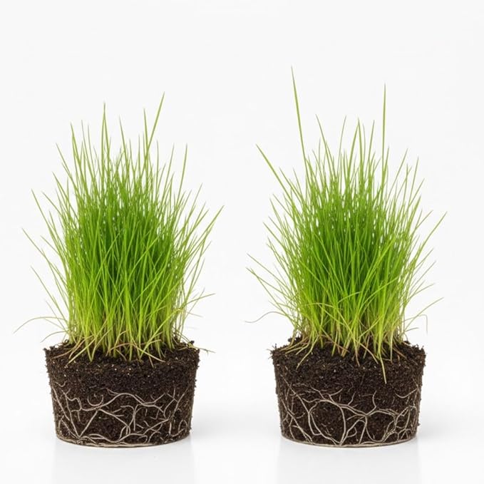 2 Dwarf Hairgrass Plants Live, Aquarium Pond Plants, Freshwater Aquarium Plant, 4 to 6 Inches Tall, Easy to Plant