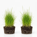2 Dwarf Hairgrass Plants Live, Aquarium Pond Plants, Freshwater Aquarium Plant, 4 to 6 Inches Tall, Easy to Plant