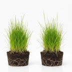 2 Dwarf Hairgrass Plants Live, Aquarium Pond Plants, Freshwater Aquarium Plant, 4 to 6 Inches Tall, Easy to Plant
