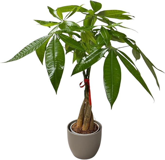 Money Tree Live Plant | 14-22 Inches Tall Bonsai | Easy to Grow Indoor Houseplant | Home, Office, or Room Decor | Birthday, Housewarming Gift (Slate)