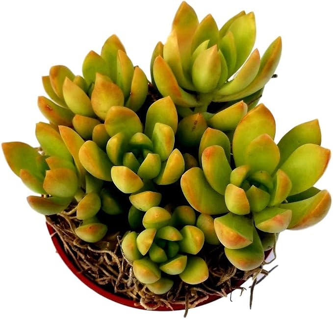 Fat Plants San Diego Succulent Plant(s) Fully Rooted in 4 inch Planter Pots with Soil - Real Live Potted Succulents/Unique Indoor Cactus Decor (1, Sedum adolphii)