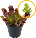 ragnaroc Sarracenia Purpurea SSP. Venosa 2-4" (Purple Pitcher Plant) 1ct – Live Plant for Indoor Outdoor Use, Carnivorous Plant – Live Arrival Guaranteed