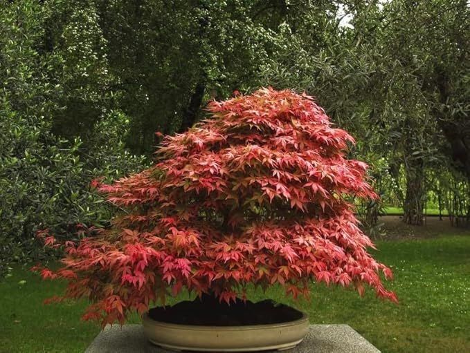 2 Red Japanese Maple Trees – Live Plants, 2-3 Ft Tall, Stunning Foliage - 2 Pack