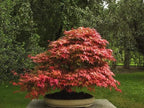 2 Red Japanese Maple Trees – Live Plants, 2-3 Ft Tall, Stunning Foliage - 2 Pack