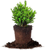 Perfect Plants Wintergreen Boxwood Live Plant, 1 gallon, Includes Care Guide