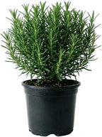 Live Rosemary Plants in 4'' Pot, Fragrant Upright Rosemary Starter 4-8 Inches, Hardy Outdoor Plant for Garden, Patio and Containers
