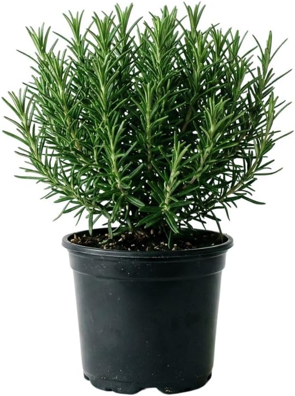 Live Rosemary Plants in 4'' Pot, Fragrant Upright Rosemary Starter 4-8 Inches, Hardy Outdoor Plant for Garden, Patio and Containers