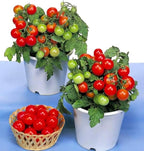 Seeds Indoor Tomato Bonsai 30 Seeds for Planting Dwarf Tomato for Growing Indoors