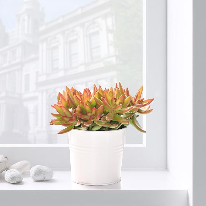 Live Succulents Sedum Adolphi 'Firestorm' (4-inch), Succulent Plants Fully Rooted in Pots with Soil, Easy-Care House Plant for DIY, Home Office Decor, Wedding Party Favor