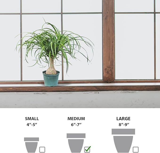 Live Ponytail Palm, Bottle Palm, Elephant Foot Tree, Rare Houseplant, Palm Tree Indoor Potted Plant, Birthday Gift, Housewarming Gift, Christmas Gift in 6" Pot