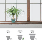 Live Ponytail Palm, Bottle Palm, Elephant Foot Tree, Rare Houseplant, Palm Tree Indoor Potted Plant, Birthday Gift, Housewarming Gift, Christmas Gift in 6" Pot