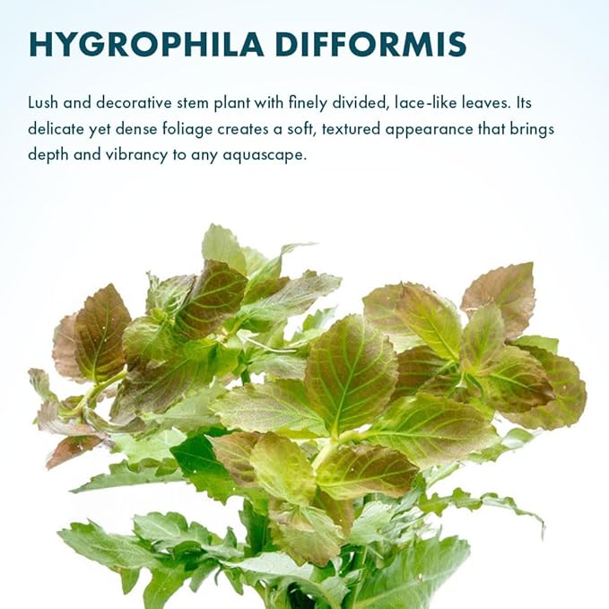 SubstrateSource Live Aquarium Stem Plants - Freshwater Aquatic Plant for Fish Tanks, Aquascaping - (Water Wisteria Hygrophila Difformis, 4 Bunches)