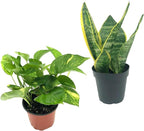 Live Snake Plant & Pothos Plant Bundle - Epipremnum aureus Golden Pothos and Snake Plant Sansevieria Superba Trifasciata - ragnaroc Tropical Plant 5-8” Tall - 2ct Live Arrival Guaranteed