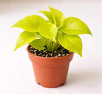 Neon Pothos – Live Plant in 2 Inch Pot - Air Purifier Plant to Make Your House Healthier