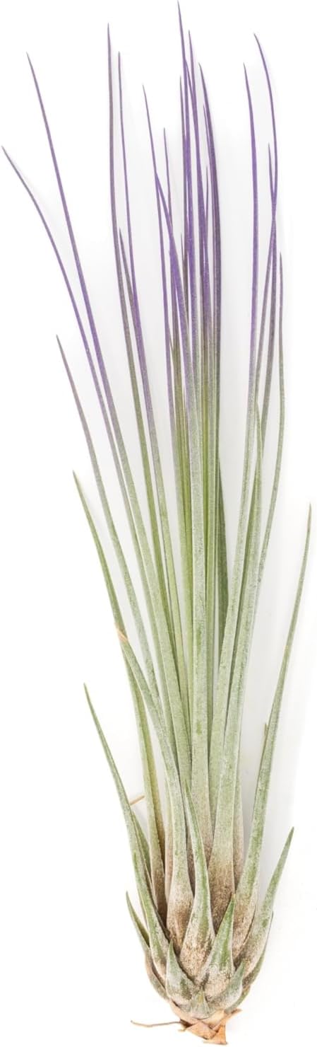 Purple Colorful Tillandsia Air Plants - Long Lasting Color Enhanced Live Tillandsia Succulent House Plants - Home and Garden Decor - Easy Care Indoor and Outdoor (Juncea, Pack of 3)