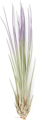 Purple Colorful Tillandsia Air Plants - Long Lasting Color Enhanced Live Tillandsia Succulent House Plants - Home and Garden Decor - Easy Care Indoor and Outdoor (Juncea, Single)