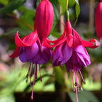 2 Fuchsia Plants, Live Fragrant Fuchsia Flower Bush Shrub, 3-6 Inches Tall (Purple Red)