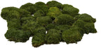 Preserved Pole Moss Pillow Bun Cushion Natural Green Decorative Real Natural DIY Kit Terrariums Garden Art Wall Florist Easter Wedding Decor (1.5 sq.ft., Green-A)