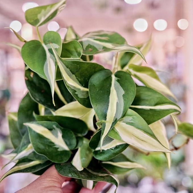 Philodendron Plant Live, Rare Tropical Variegated Live Indoor Houseplant for Home Office, 5-8" Tall, No Pot (Silver Philodendron)