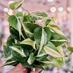 Philodendron Plant Live, Rare Tropical Variegated Live Indoor Houseplant for Home Office, 5-8" Tall, No Pot (Silver Philodendron)