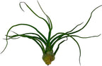 ragnaroc Air Plants - Flowering Tillandsia Bulbosa Guatemala, Large 3-5" - 1ct - Live Arrival Guaranteed - House Plants for Home Decor & Gift
